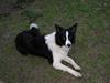 Border collie TESSA