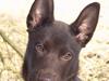 Australsk kelpie DINGO