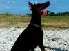 Dobermann Sakura