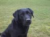 Labrador retriever Nero