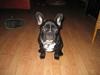 Fransk bulldog Axel