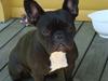 Fransk bulldog Emma R.I.P [ Himmelhund]