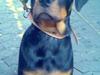 Rottweiler tyson