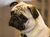 Mops Kenzo