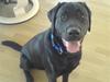 Labrador retriever Benjos black Chivas