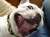 Fransk bulldog Fighter baflo (Baflo)