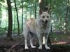 Islandsk fårehund Lulu R.I.P. [ Himmelhund]