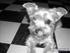 Yorkshire terrier Noa