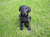 Labrador retriever Axel