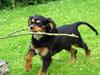 Cavalier king charles spaniel Trolle [ Himmelhund]
