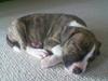 Amerikansk staffordshire terrier valde