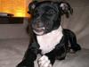 Staffordshire bull terrier Eya