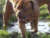Dogue de bordeaux Estruphus Vega R.I.P.