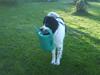 Landseer Pemfo