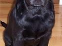 Labrador retriever Barco