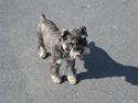 Dvaergschnauzer Copy