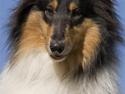 Collie langhåret Andrea