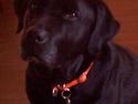 Labrador retriever Balou* Aflivet 4.juni07*