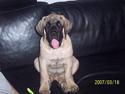 Mastiff Carla  (himmelhund)