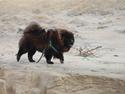 Chow chow nikita