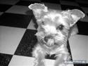Yorkshire terrier Noa