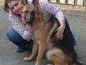 Schæferhund Smed´s Evita/ Liva*Solgt*