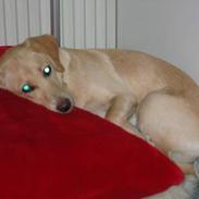 Labrador retriever Ida