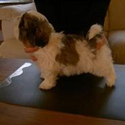 Shih tzu Trutte 