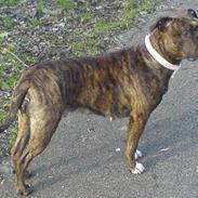 Amerikansk staffordshire terrier Angel