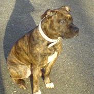 Amerikansk staffordshire terrier Angel