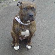 Amerikansk staffordshire terrier Angel