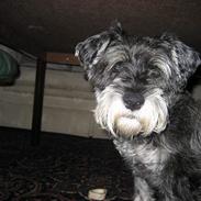 Dvaergschnauzer Copy