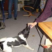 Blanding af racer Terry