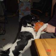 Blanding af racer Terry