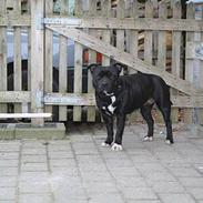 Staffordshire bull terrier Sally