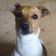 Dansk svensk gaardhund Luna