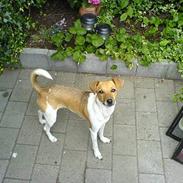 Dansk svensk gaardhund Luna