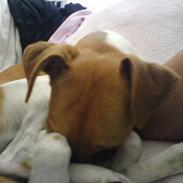 Dansk svensk gaardhund Luna