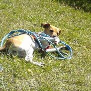 Dansk svensk gaardhund Luna