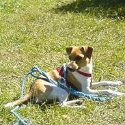 Dansk svensk gaardhund Luna