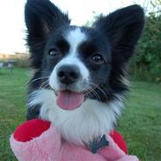 Papillon Kiddo