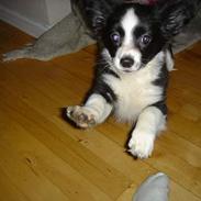Papillon Kiddo