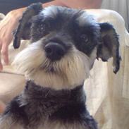 Dvaergschnauzer Copy