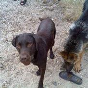 Labrador retriever Dalton
