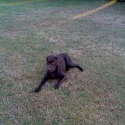 Labrador retriever Dalton