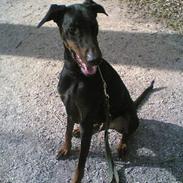 Dobermann Wilson