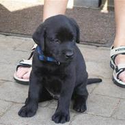 Labrador retriever Chavez