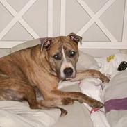 Amerikansk staffordshire terrier TIGER