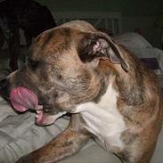 Amerikansk staffordshire terrier TIGER