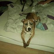 Amerikansk staffordshire terrier TIGER